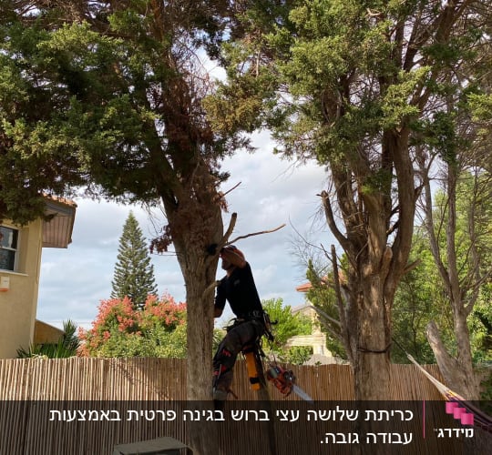 כריתת שלושה עצי ברוש בגינה פרטית באמצעות עבודה גובה.